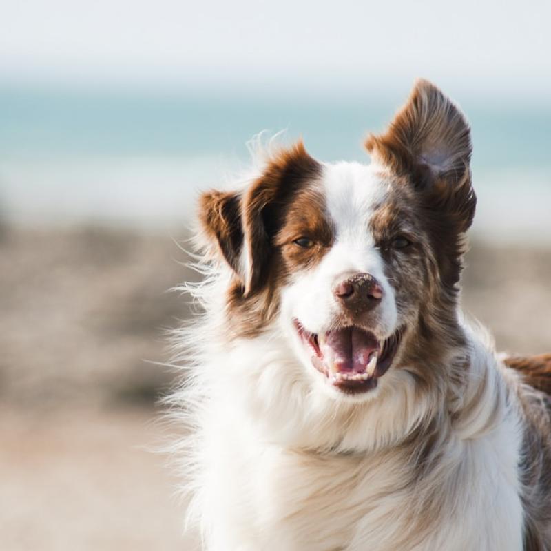 Production points of dog chew production line